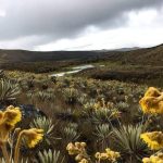 Parques naturales que se encuentran en la región Andina colombiana