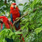 Flora y fauna de la región Andina de Colombia