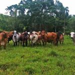 El papel de la ganadería en la región Andina